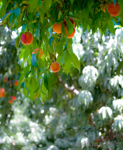 peach-branches