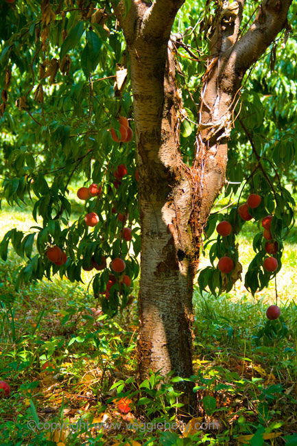 peach-tree