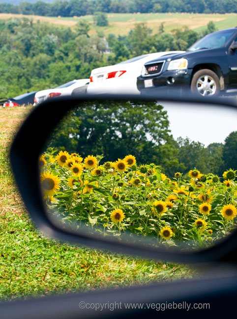 sunflowers-from-the-car