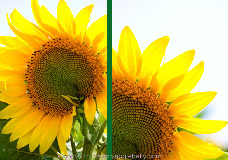sunflowers1