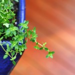 thyme plant in my deck