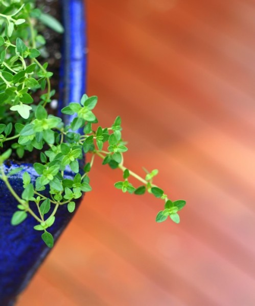 thyme plant in my deck