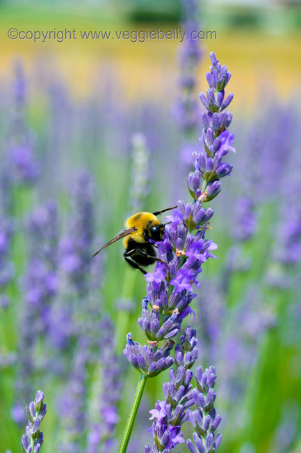 bee on lavender