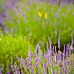 butterflies and bug in lavender farm