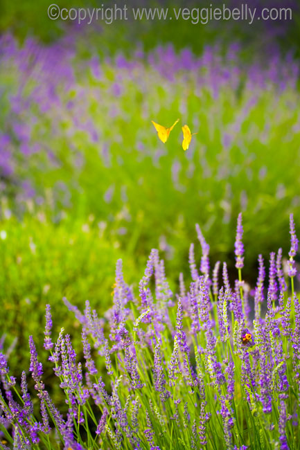 butterflies and bug in lavender farm