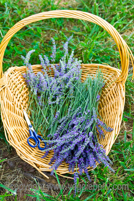 cut lavender in basket