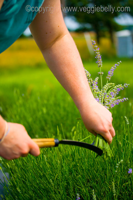 harvesting lavender with sickle