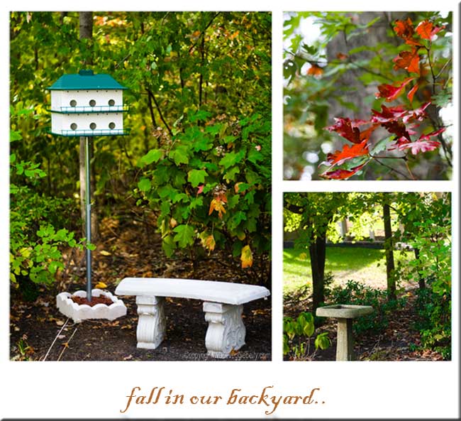 bench-bird-house-and-bird-bath