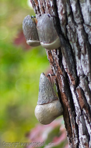 nail-to-tree
