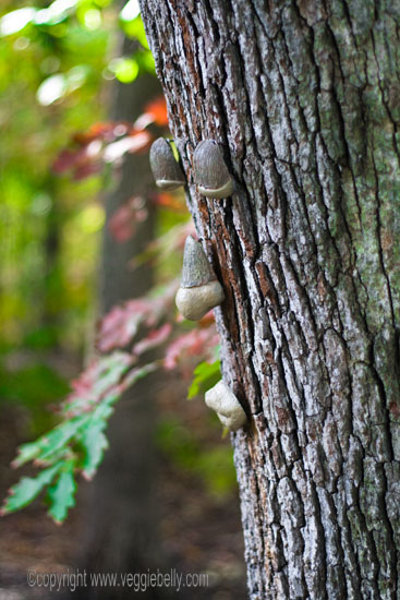 tree-face-profile