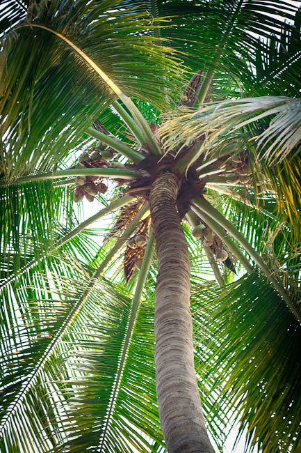 coconut tree