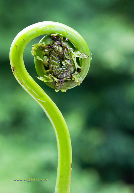 fiddlehead-fern1